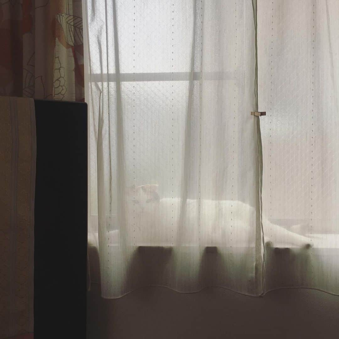 ありす & まりあさんのインスタグラム写真 - (ありす & まりあInstagram)「zzz... 😴 カムフラージュちう。」11月17日 16時03分 - riesato.16