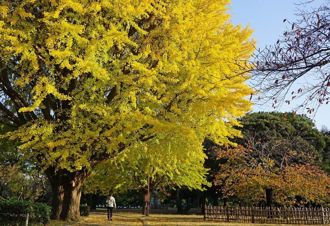 平塚市さんのインスタグラム写真 - (平塚市Instagram)「* 総合公園のイチョウが見事な色合いに。 あちこちに黄金の絨毯が敷かれ いつもの散歩道を歩くだけでも なんだか贅沢な気分。 *** #手をつなぎたくなる街 #hiratsukagood #hiratsuka#平塚 #kanagawaphotoclub #公園#総合公園 #平塚市総合公園 #イチョウ#いちょう #イチョウの木#銀杏 #黄葉#落ち葉 #秋#秋色 #紅葉#紅葉🍁 #autumnleaves #お写んぽ#お散歩 #週末の過ごし方 #日々#暮らし #instagramjapan#igersjp」11月17日 16時30分 - hiratsukagood