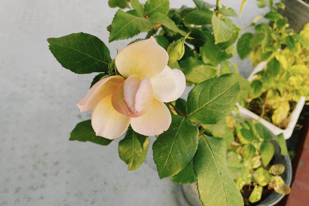 高橋愛さんのインスタグラム写真 - (高橋愛Instagram)「HAPPY BALCONY 🤗 ㅤㅤㅤㅤㅤㅤㅤㅤㅤㅤㅤㅤㅤ ㅤㅤㅤㅤㅤㅤㅤㅤㅤㅤㅤㅤㅤ 玉葱🧅 ㅤㅤㅤㅤㅤㅤㅤㅤㅤㅤㅤㅤㅤ 薔薇🌹 ㅤㅤㅤㅤㅤㅤㅤㅤㅤㅤㅤㅤㅤ ㅤㅤㅤㅤㅤㅤㅤㅤㅤㅤㅤㅤㅤ どちらも すくすく育ってます🥰」11月17日 16時31分 - i_am_takahashi