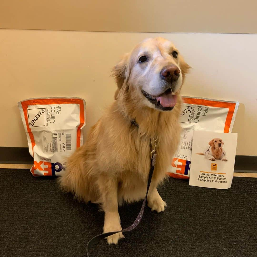 モヒートさんのインスタグラム写真 - (モヒートInstagram)「Yesterday was my #goldenretrieverlifetimestudy vet visit! It was a little delayed this year due to covid but I’m still happy to do my part in ending canine cancer. I had to give lots and lots of different samples but the worst part was that I couldn’t have breakfast 😮😭 swipe to see my nasty side eye to mommy.  Don’t worry, I got chicken nuggets on my way home!! @morrisanimalfoundation #goldenretriever #caninecancer #fuckcancer #goldensofinstagram #goldens_ofinstagram #doggo #science #goldenretrieversofinstagram #dogsofinstagram #doglife #dogsoftheday #thedodo #doggo #goodestgirl #vcaanimalhospital」11月17日 16時40分 - mojito_rose_family