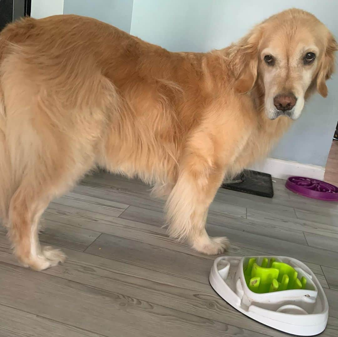 モヒートさんのインスタグラム写真 - (モヒートInstagram)「Yesterday was my #goldenretrieverlifetimestudy vet visit! It was a little delayed this year due to covid but I’m still happy to do my part in ending canine cancer. I had to give lots and lots of different samples but the worst part was that I couldn’t have breakfast 😮😭 swipe to see my nasty side eye to mommy.  Don’t worry, I got chicken nuggets on my way home!! @morrisanimalfoundation #goldenretriever #caninecancer #fuckcancer #goldensofinstagram #goldens_ofinstagram #doggo #science #goldenretrieversofinstagram #dogsofinstagram #doglife #dogsoftheday #thedodo #doggo #goodestgirl #vcaanimalhospital」11月17日 16時40分 - mojito_rose_family