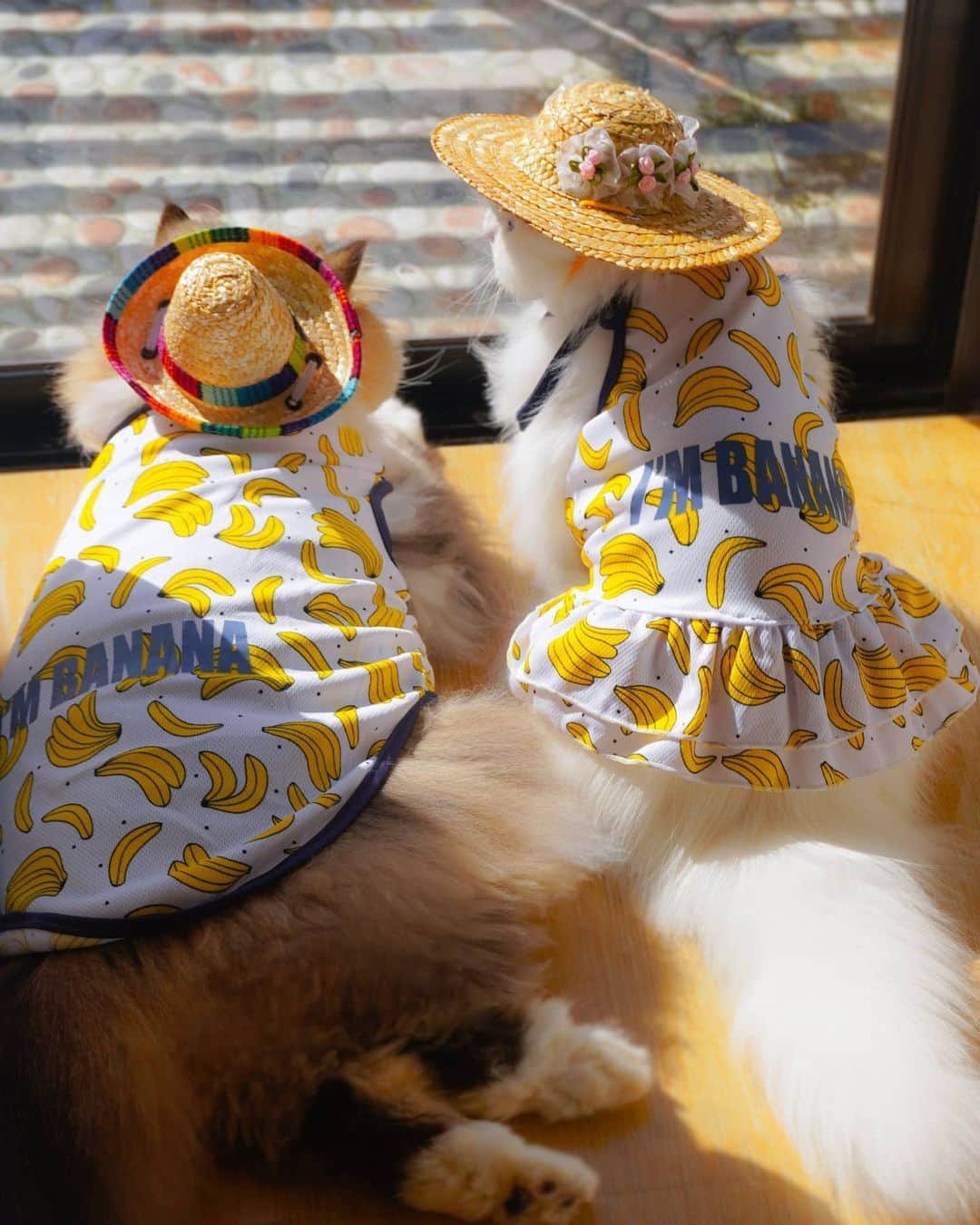Kenshin & Chloeyのインスタグラム：「Team Banana on duty 😄😍 #bananacats」