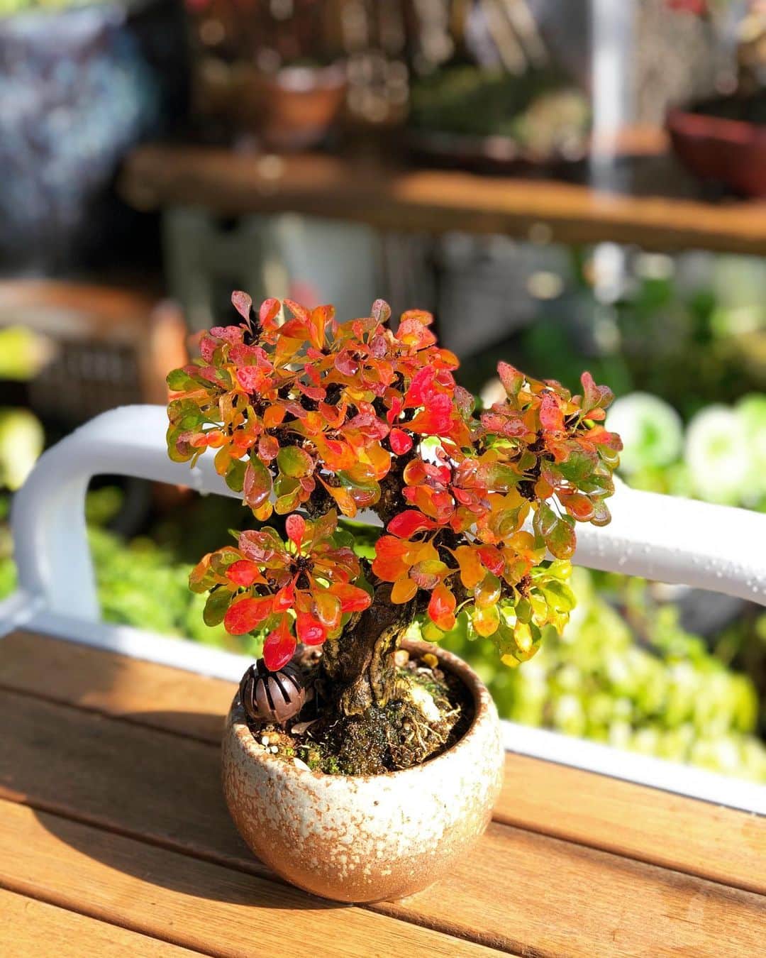 金成公信のインスタグラム：「更に紅く。#メギ #盆栽 #bonsai #bonsaijapan #japanesebonsai #wabisabi #bonsailovers #bonsailife #bonsaitree #bonsaiart #bonsaigram #bonsaiworld #plants #tree #greenlife #greenlifestyle #苔 #moss #睡蓮 #睡蓮鉢 #ビオトープ #biotope #メダカ #waterlilybowls」