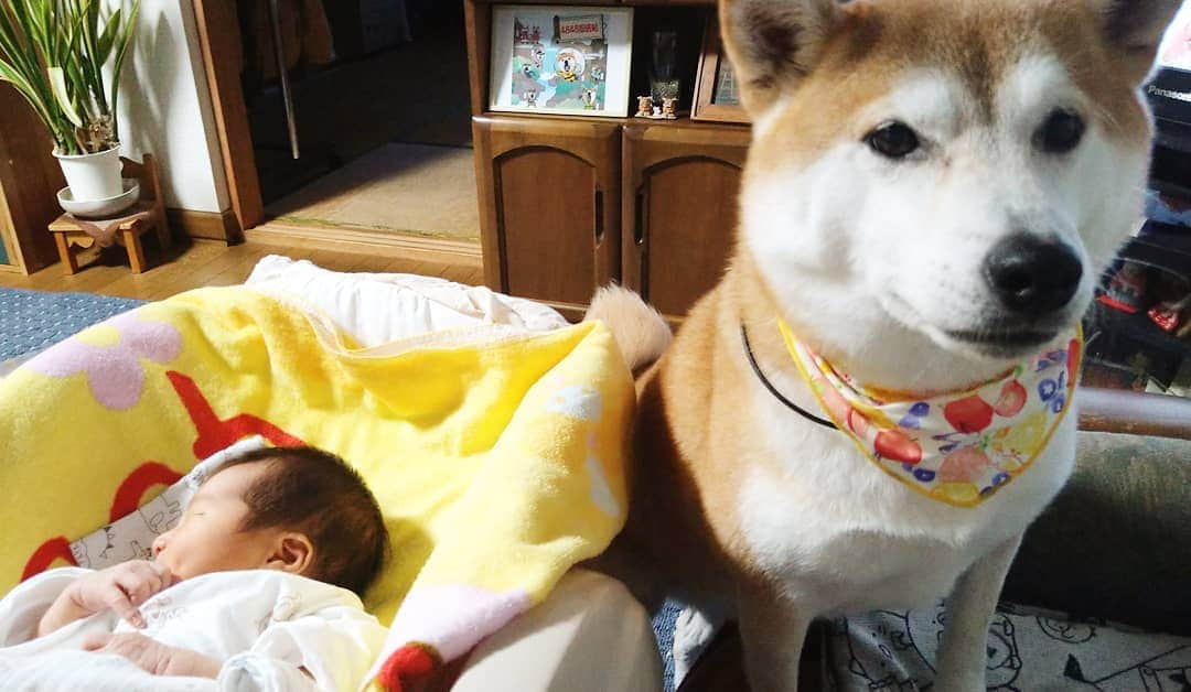 柴犬⭐️サスケのインスタグラム