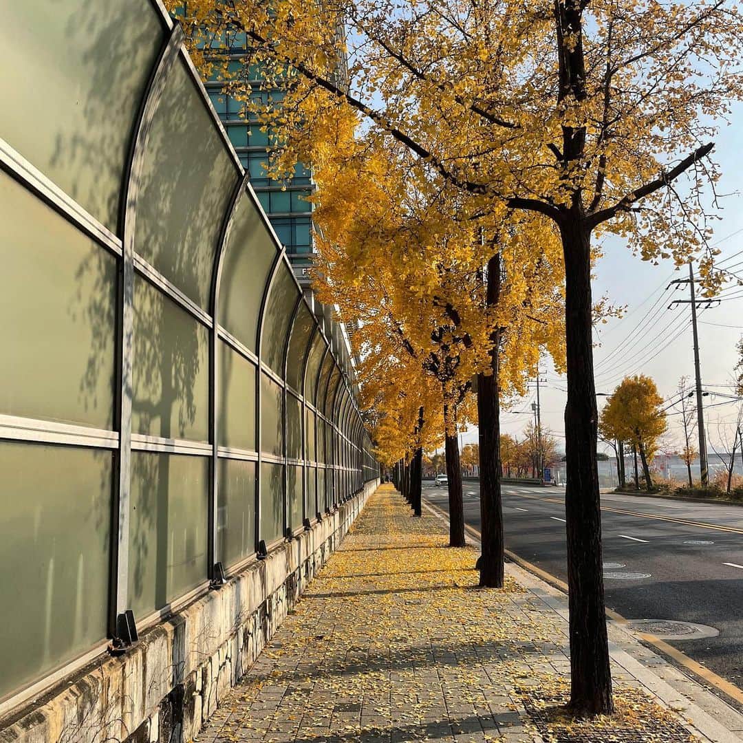のインスタグラム：「🍂」