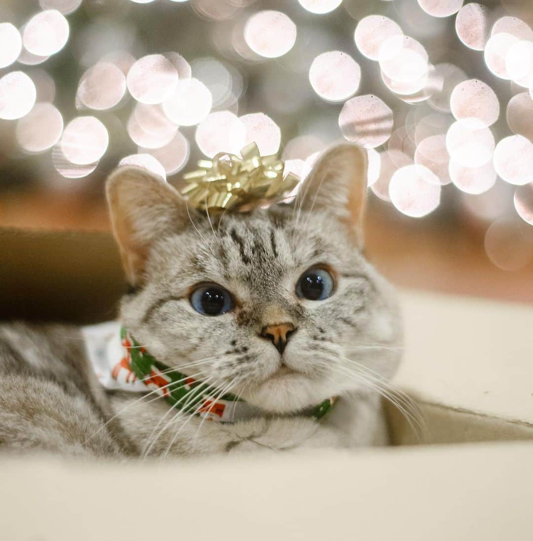 nala_catさんのインスタグラム写真 - (nala_catInstagram)「Santa Claus Is Comin' to Town 🎄 🎅🏻 🎁」11月17日 17時01分 - nala_cat