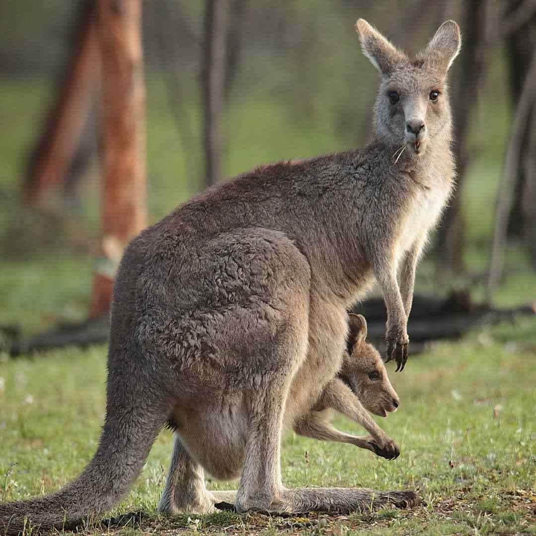 Australiaさんのインスタグラム写真 - (AustraliaInstagram)「Busted! 😜 @mel77rob spotted this cheeky duo at @MulligansFlat near @visitcanberra, and boy do they look like they’re up to something mischievous! 😅 This popular woodland sanctuary is not only a haven for #bushwalkers and nature lovers, it's also a protected area that's been maintained to re-introduce native species into the wilderness (which makes it a pretty special place if you ask us!) You’re bound to have your very own #wildlife encounter when exploring the area, but the native critters are usually more active at night, so we suggest booking a @mulligansflat guided #TwilightTour for the best chance of seeing some wildlife action! #seeaustralia #visitcanberra #mulligansflat #nature #travel #holidayherethisyear」11月18日 4時00分 - australia