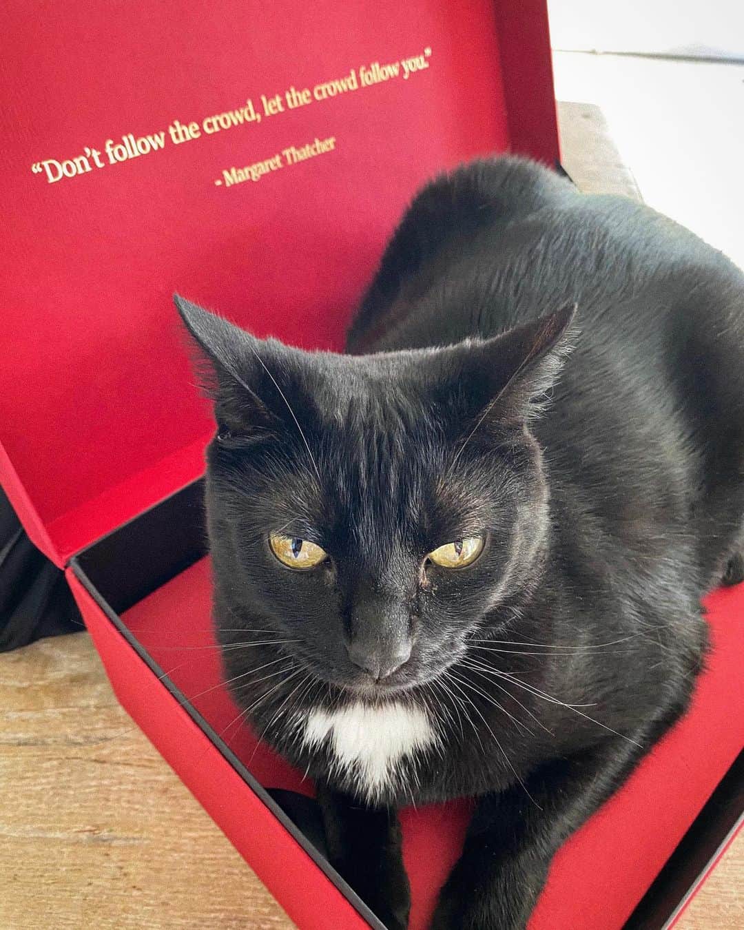 ブルース・ウェーバーさんのインスタグラム写真 - (ブルース・ウェーバーInstagram)「Thank you #AndrewSaffir for sending us this beautiful red box with a bottle of Dewar’s White Label enclosed to celebrate the new season of #TheCrown. The show is beyond smashing with great performances by @joshographee as Prince Charles and @emmalouisecorrin as Princess Diana. It was so good that I wish I had drank the whole bottle of scotch.」11月18日 2時33分 - bruce_weber