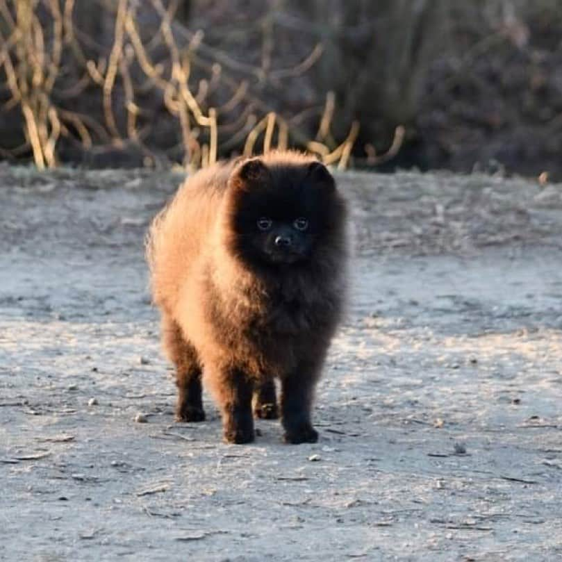 Puppy For Sale.さんのインスタグラム写真 - (Puppy For Sale.Instagram)「Шикарный мальчик померанского шпица чёрного окраса 😊👍  ⠀ Супер пушистый, с кукольной мордашкой и замечательным озорным  характером 🔥👍 Зубки поменялись,  Хороший размер! Предлагается как для племенного использования, так и качестве домашнего питомца! ⠀ ___ ⠀ Следите за нашими обновлениями и подписывайтесь👇 @artsimpatiya ⠀ Больше информации, фото и видео: Директ, на личном сайте питомника Арт Симпатия: www.artsimpatiya.ru ⠀ #pom #pomeranian #pomeranien #pomeranianspitz #pomeranianworld #pomeranianparis #pomeranianlyon #pomeranianbelgium #pomeranianromania #pomeranianamsterdam #pomeranianlove #pomeranianpuppy #pomeraniansofinstagram #pomeranianpuppies #pompuppy #pompuppies #spitz #spitzdog #pomeranianspitz #mypomeranian #puppiespomeranian #puppypom #pomeranianlondon #pomeranianengland #pomeranianholland #pomeranianclubholland #pomeranianrussia」11月18日 2時41分 - artsimpatiya