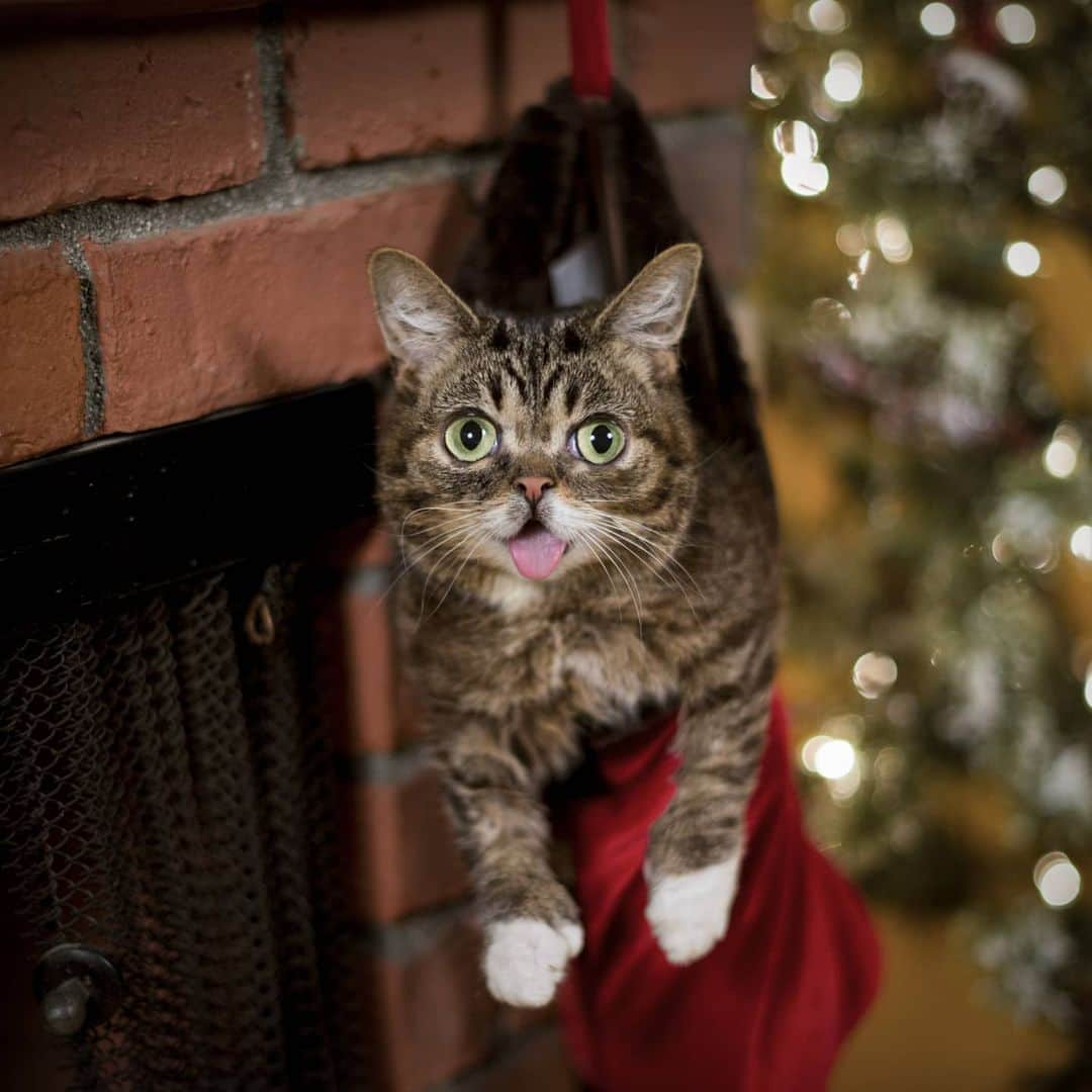 Lil BUBさんのインスタグラム写真 - (Lil BUBInstagram)「Lil BUB Holiday Gift Bundles are now shipping at the link in BUB's bio (www.lilbub.com.store). Save a bunch of $ on awesome gifts like BUB plush toys, calendars, coffee and face masks while helping special needs pets through Lil BUB’s Big FUND. Get an extra 15% off by donating a lil extra to The BUN FUND at checkout. #thegiftofbub #bestjobbub #lilbub」11月18日 2時46分 - iamlilbub