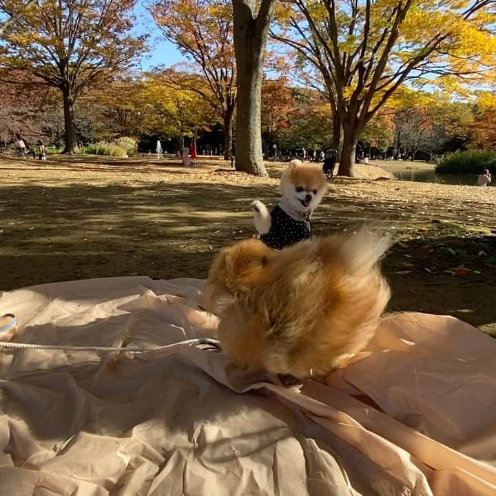 ポテチンのインスタグラム：「Pote vs Rock 🐵💕💥💕🦁  #pomwrestling 2~5, Photos by @little2poms」