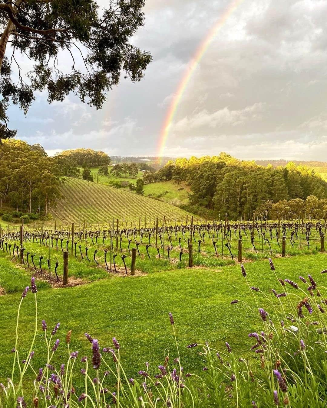 Australiaさんのインスタグラム写真 - (AustraliaInstagram)「Forget a pot of gold, in @visitadelaidehills you might just find a glass of wine at the end of a rainbow instead!🍷 🌈 @winetimedave witnessed this lovely post-storm scene at @mtloftyvineyard, one of many excellent wineries that can be found in this renowned cool climate wine region. With over 50 cellar doors to choose from, the #AdelaideHills in @southaustralia are located a mere one-hour drive from the @cityofadelaide CBD, making it the perfect day trip or weekend getaway destination. Our top tip? Arrive hungry and ready to explore! For trip planning ideas visit the link in our bio. #seeaustralia #SeeSouthAustralia #visitadelaidehills」11月17日 19時00分 - australia