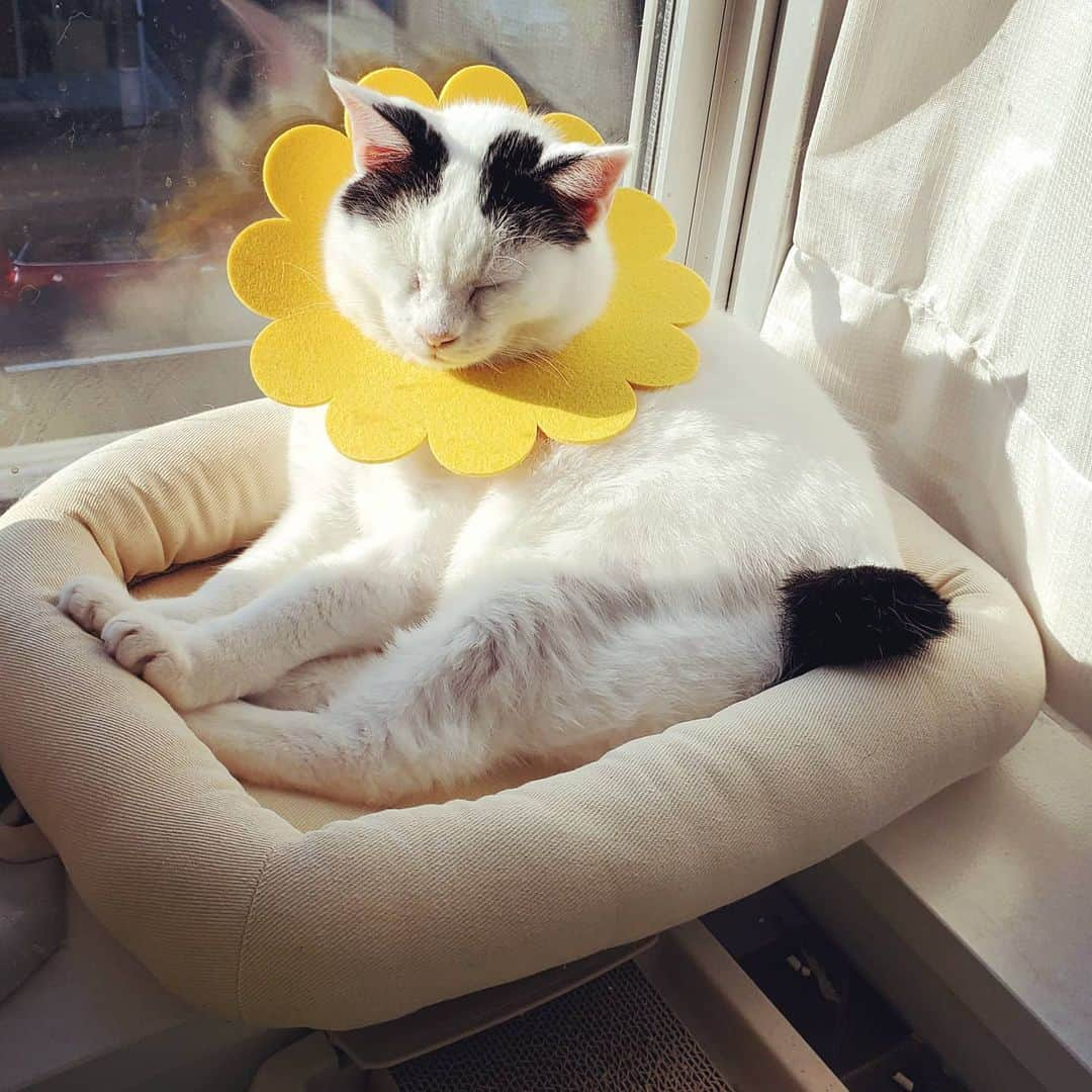 Naokoのインスタグラム：「. ひまわり🌻でぼっこ中☀😽. . . . . #エリカラ#上手に使ってるよ#ねこ#ネコ#猫#ネコ部#ぺこねこ部 #ふわもこ部 #みんねこ #保護猫 #元野良猫 #ジャパニーズボブテイル #せつこ#せっちゃん#instapet#instacat#ilovemycat #setsuko#ぽんぽんしっぽ」