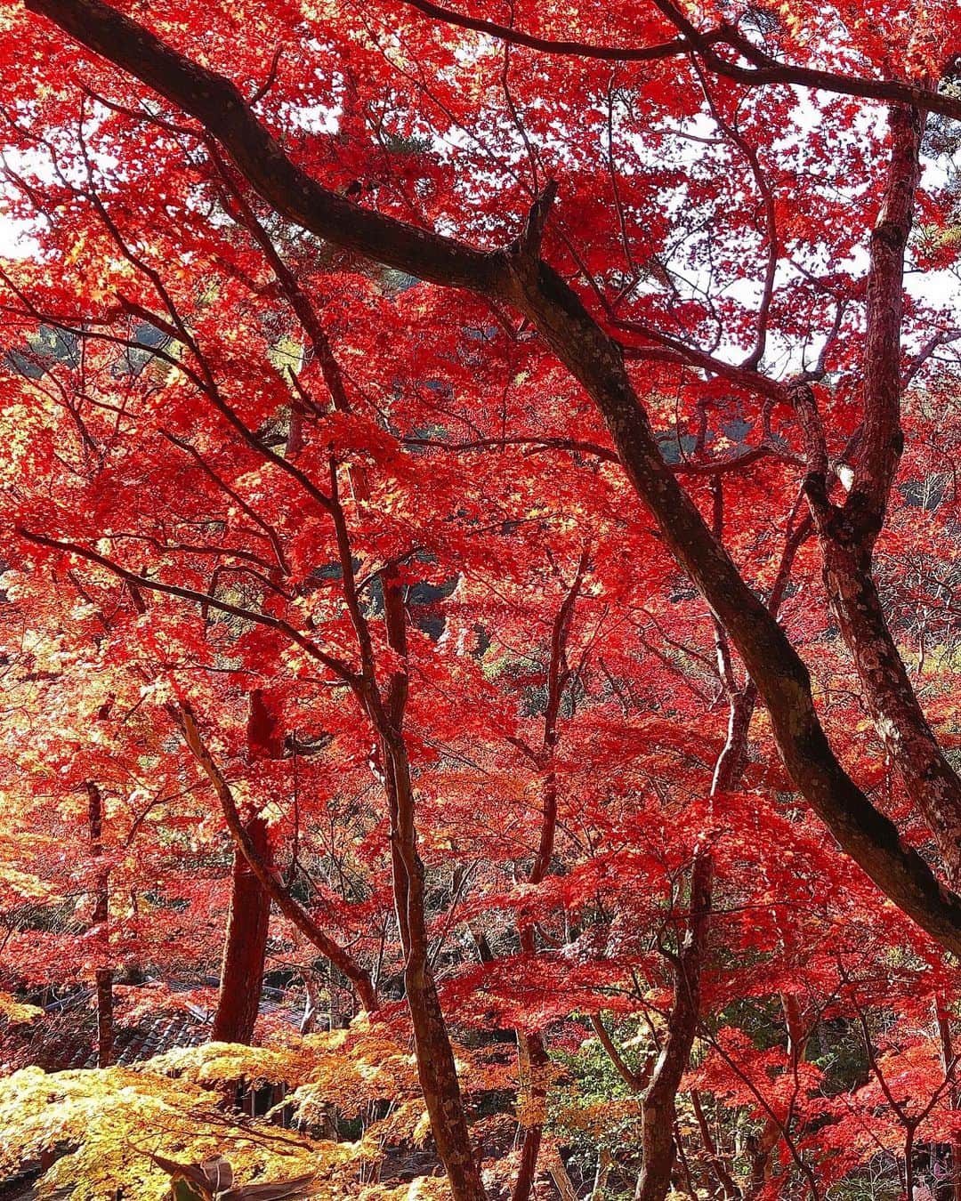 天野ゆうかさんのインスタグラム写真 - (天野ゆうかInstagram)「紅葉に癒されてきた🍁 #瑞宝寺公園 . . お天気にも恵まれて 赤、橙、黄、緑のコントラストが 最高に綺麗やった🍂☀️ 少し前に新しくした #ブルーグリーンネイル も とっても綺麗でお気に入り💅◎ @mizuki__moca  . . 神社やお寺を巡って 久々に御朱印もいただきました⛩🙏📕 . . . #紅葉 #🍁 #有馬 #有馬温泉 #御朱印 #御朱印巡り #autumnleaves #nail #nails #gelnails #bluenails #greennails #ネイル #ワンカラーネイル #秋ネイル #ジェルネイル #ショートネイル #大人ネイル #お団子ヘア #네일 #젤네일 #네일아트 #네일스타그램 #💅」11月17日 19時07分 - yucca_official