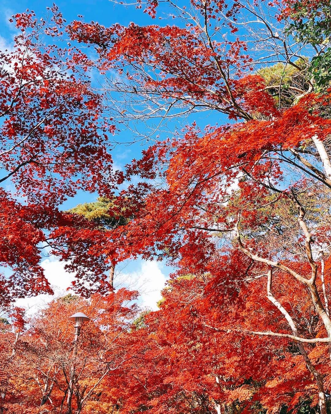 天野ゆうかさんのインスタグラム写真 - (天野ゆうかInstagram)「紅葉に癒されてきた🍁 #瑞宝寺公園 . . お天気にも恵まれて 赤、橙、黄、緑のコントラストが 最高に綺麗やった🍂☀️ 少し前に新しくした #ブルーグリーンネイル も とっても綺麗でお気に入り💅◎ @mizuki__moca  . . 神社やお寺を巡って 久々に御朱印もいただきました⛩🙏📕 . . . #紅葉 #🍁 #有馬 #有馬温泉 #御朱印 #御朱印巡り #autumnleaves #nail #nails #gelnails #bluenails #greennails #ネイル #ワンカラーネイル #秋ネイル #ジェルネイル #ショートネイル #大人ネイル #お団子ヘア #네일 #젤네일 #네일아트 #네일스타그램 #💅」11月17日 19時07分 - yucca_official