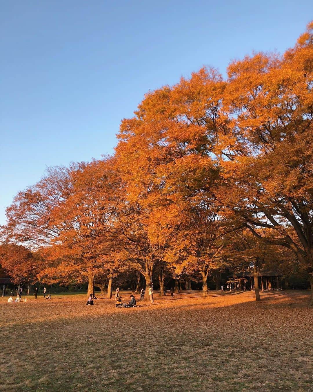 Julia Castroさんのインスタグラム写真 - (Julia CastroInstagram)「やっぱり一年の中でこの季節が一番好きだ。 紅葉してる木々を見てこの瞬間で止まってて欲しいって毎日思ってる。 四季がある日本に生きてて本当によかった🍂🍁🍂🍁  . #autumn #fall #fallcolors #orange  #favorite #season  #autumncolors  #autumnleaves  #maple #mapleleaf  #park #yoyogipark  #orangecolor #yellow  #nature #leaf #wood #秋色 #紅葉 #季節 #四季 #落ち葉 #自然 #秋 #オレンジ #空 #夕陽 #夕焼け #公園 #julistagram」11月17日 19時16分 - julia.c.0209