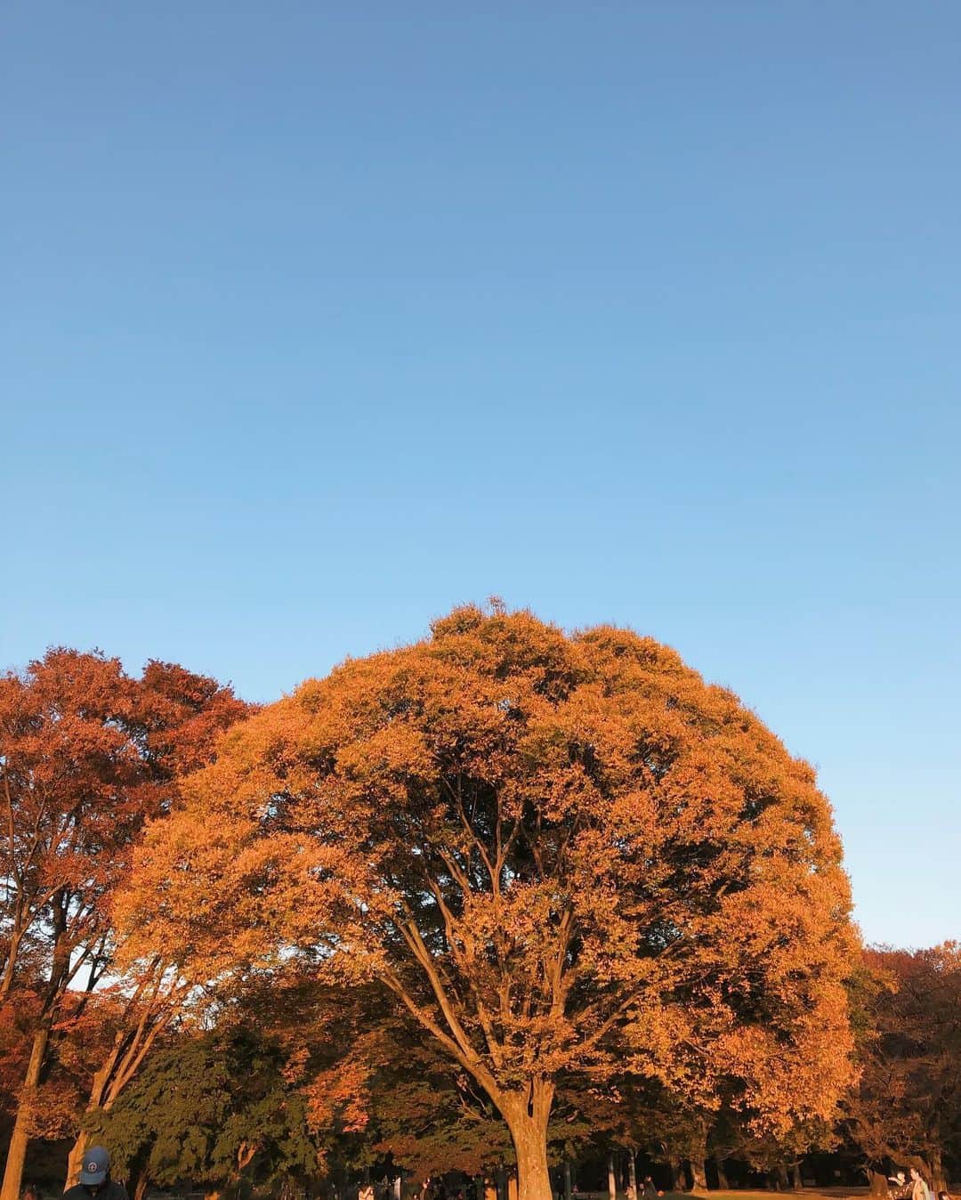 Julia Castroさんのインスタグラム写真 - (Julia CastroInstagram)「やっぱり一年の中でこの季節が一番好きだ。 紅葉してる木々を見てこの瞬間で止まってて欲しいって毎日思ってる。 四季がある日本に生きてて本当によかった🍂🍁🍂🍁  . #autumn #fall #fallcolors #orange  #favorite #season  #autumncolors  #autumnleaves  #maple #mapleleaf  #park #yoyogipark  #orangecolor #yellow  #nature #leaf #wood #秋色 #紅葉 #季節 #四季 #落ち葉 #自然 #秋 #オレンジ #空 #夕陽 #夕焼け #公園 #julistagram」11月17日 19時16分 - julia.c.0209
