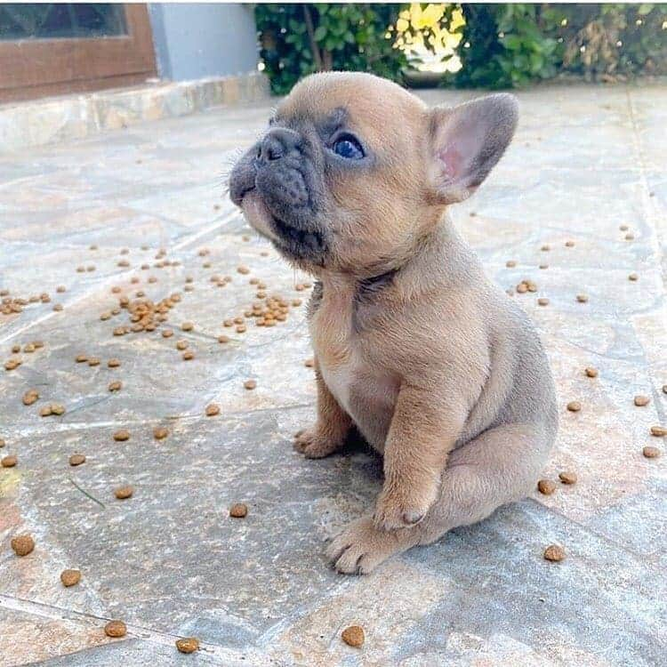 French Bulldogさんのインスタグラム写真 - (French BulldogInstagram)「Baby ❤️❤️ @bluelagoonfrenchies . . . . . #iamfrenchieholic #frenchienation #frenchiemoments #frenchieclub #frenchiedaily #frenchiemania #frenchiemom #frenchiedad #frenchievideo #frenchiepics #frenchiefever #frenchiefriends #frenchiesquad #frenchiecrew #frenchiefun #frenchiemagazine #frenchiepuppy #frenchiepup #frenchiebaby #frenchbulldogsrule #frenchbulldogstyle #frenchbulldoglife #ilovefrenchies #ilovefrenchie #frenchyfanatics⁠ #frenchiemoments #frenchbulldogpuppies #frenchieofig」11月17日 19時17分 - frenchie.world