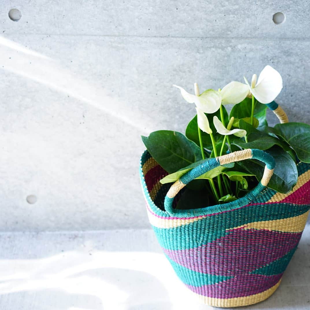 前田有紀さんのインスタグラム写真 - (前田有紀Instagram)「今年は春から季節ごとにCLOUDYさん @cloudy.tokyo  とご一緒しています。冬のguiとのコラボバスケットも残りわずかとなりました。 白いアンスリウムも可愛いなぁと仕入れた鉢植え。今回のはボリュームもとてもよくて、お部屋で飾るのが楽しいサイズ感です。 . @gui.flower  #guiflower  #cloudytokyo」11月17日 19時14分 - yukimaeda0117