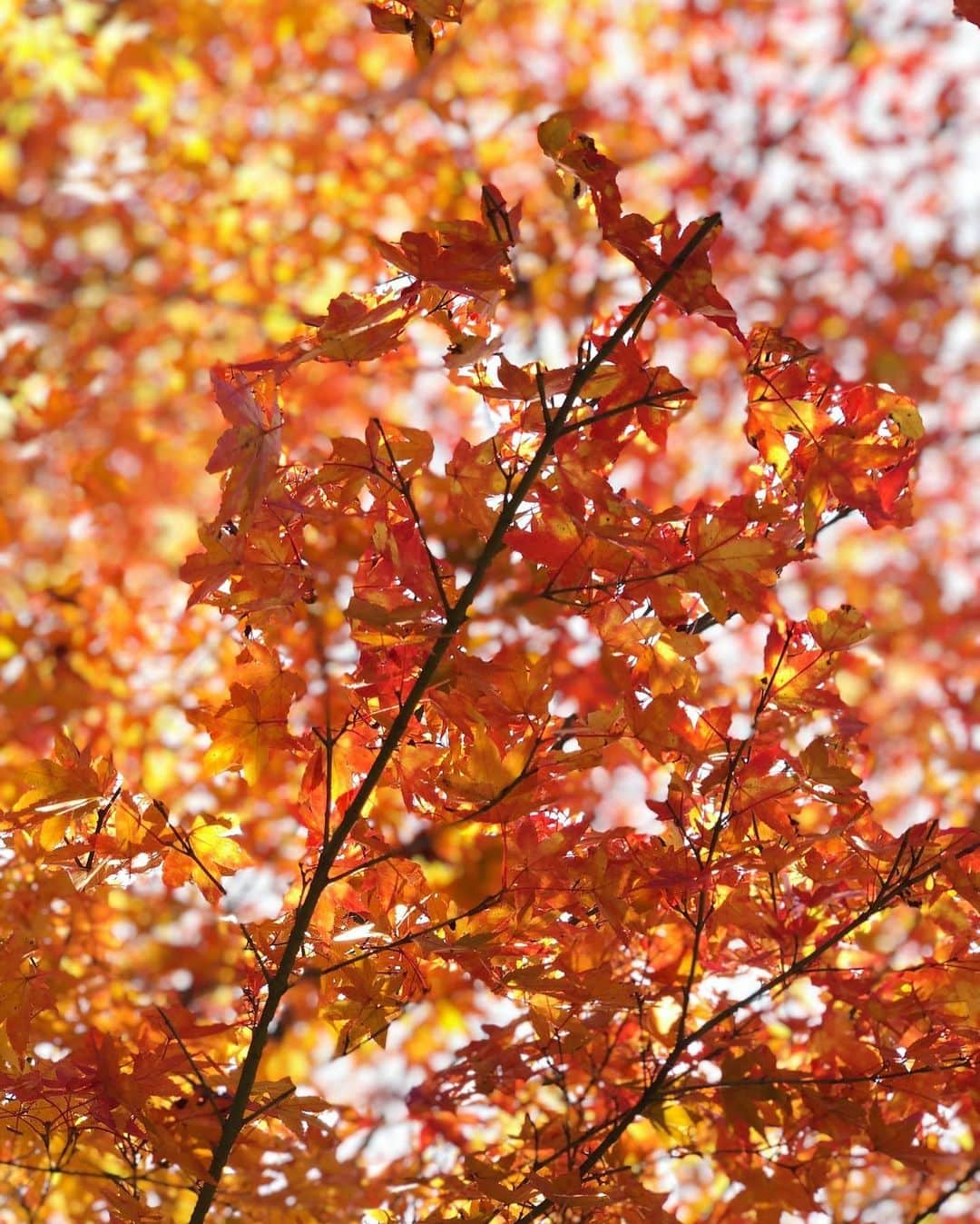 Manaさんのインスタグラム写真 - (ManaInstagram)「🍂🐿🍁🌰 𝑩𝒊𝒈 𝑴𝒐𝒏𝒕 𝑩𝒍𝒂𝒏𝒄❤︎ こんばんは😊 岐阜へ行ってきました🐾 . 毎年 秋になるとなんだか食べたくなる 栗きんとんで有名な、恵那 川上屋さんの モンブランケーキ「栗一筋」いただきました🥺✨ . なんと栗きんとん5個分なんだそうです！ . 中には焼きメレンゲとカスタードクリーム 忙しい出張のご褒美でした💘 . 濃厚で美味しくておすすめです . . 恵那峡の紅葉も素敵でした🍁 すっかり色付いて…秋本番になりましたね🥰 . . . 〈栗の栄養〉 ・栄養素の代謝に関わるビタミンB1が多く含まれる ・ビタミンC、カリウム、食物繊維で体の巡りUP◎ ・そして渋皮に含まれるポリフェノールの一種タンニンは抗酸化力があり生活習慣病などに効果的 . . . #montblanc #恵那川上屋 #本店 #恵那川上屋本店 #中津川 #恵那 #栗きんとん #モンブラン #栗 #栗スイーツ #マロンケーキ #栗の渋皮煮 #恵那峡 #紅葉 #紅葉狩り #紅葉2020 #岐阜 #岐阜観光 #岐阜カフェ #美味しいもの #食欲の秋 #秋の味覚 #いただきます #コートコーデ #あったかコーデ #栄養学 #管理栄養士 #料理研究家」11月17日 19時34分 - mana.tcy