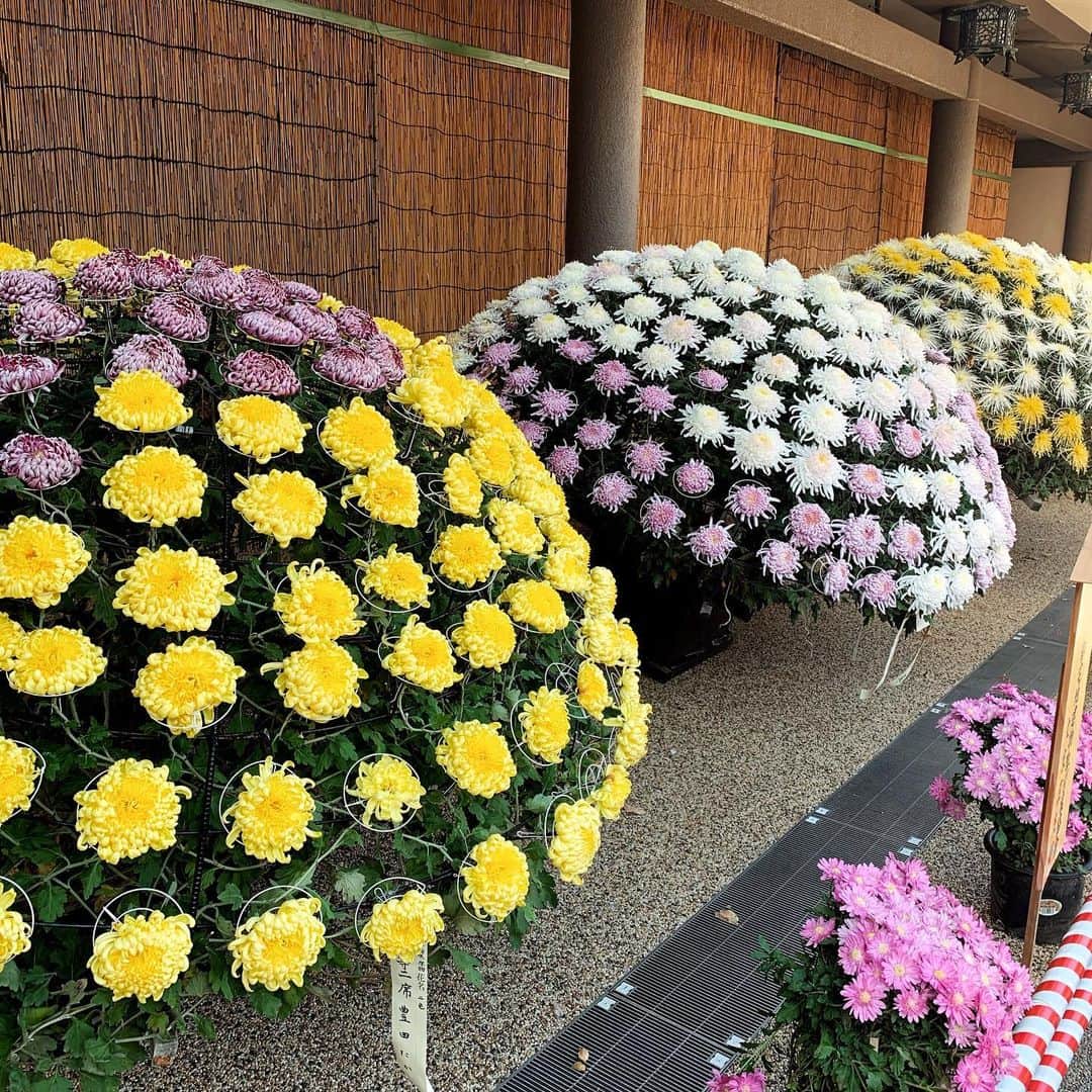 若本美夏海さんのインスタグラム写真 - (若本美夏海Instagram)「毎年楽しみにしている#菊まつり   丹精込めて作られた菊たちは存在感があって本当に綺麗✨  3枚目の #千輪咲　はたくさんの花を同時に咲かせるのが腕の見せ所だそう。。🥺👏」11月17日 19時27分 - minami_wakamoto