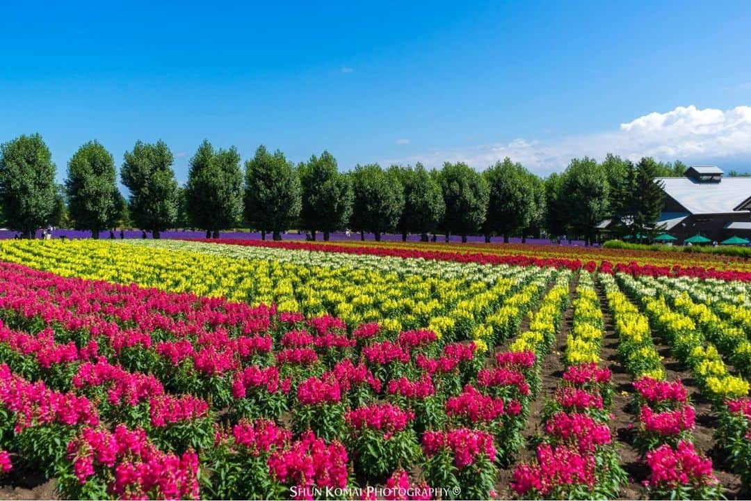 花の写真館のインスタグラム：「Photo by Shun Komai.⠀ .⠀ Original Post[投稿いただいたURL]⠀ https://www.facebook.com/photo.php?fbid=10220786043534873⠀ .⠀ 本アカウントは、 #私の花の写真 をつけてInstagramに投稿された皆さまの花の写真や、「花の写真館」Facebookページで投稿された花の写真を紹介します。⠀ 「花の写真館」Facebookページは、「 @floral.photograph 」のプロフィールにあるURLからご覧ください。⠀ .⠀ ※各自、政府、自治体など公的機関の指示に従った行動をお願いします。⠀⠀ 東京カメラ部および分室では、写真を「見る楽しみ」を提供することを通して、微力ながら皆様にわずかな時間でも癒しをお届けしたいと思っております。⠀ ※本アカウントは東京カメラ部がFacebook、Instagramのサービスを利用して運営しているもので、Facebook社・Instagramとは一切関係ありません。⠀ .⠀ #花の写真館 #floralphotograph #floralphoto #flower #flowers⠀ Follow: @floral.photograph」