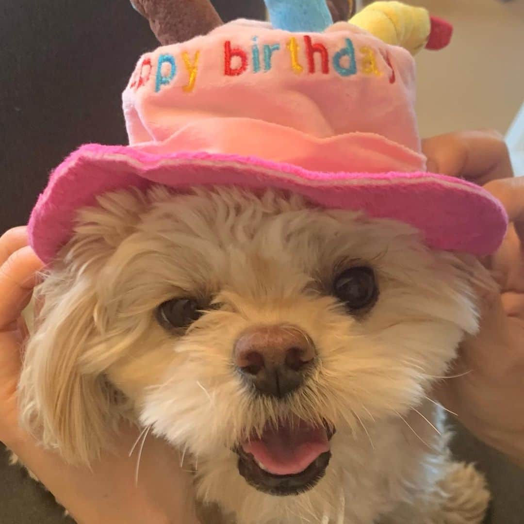 本野沙弥さんのインスタグラム写真 - (本野沙弥Instagram)「2歳のお誕生日🎂  ソフィがお家にきてくれてから、 笑顔と癒しをたくさんもらっている毎日。 ありがとう☺︎  #ペキプー#pekingese#toypoodle」11月17日 19時44分 - sayahonno