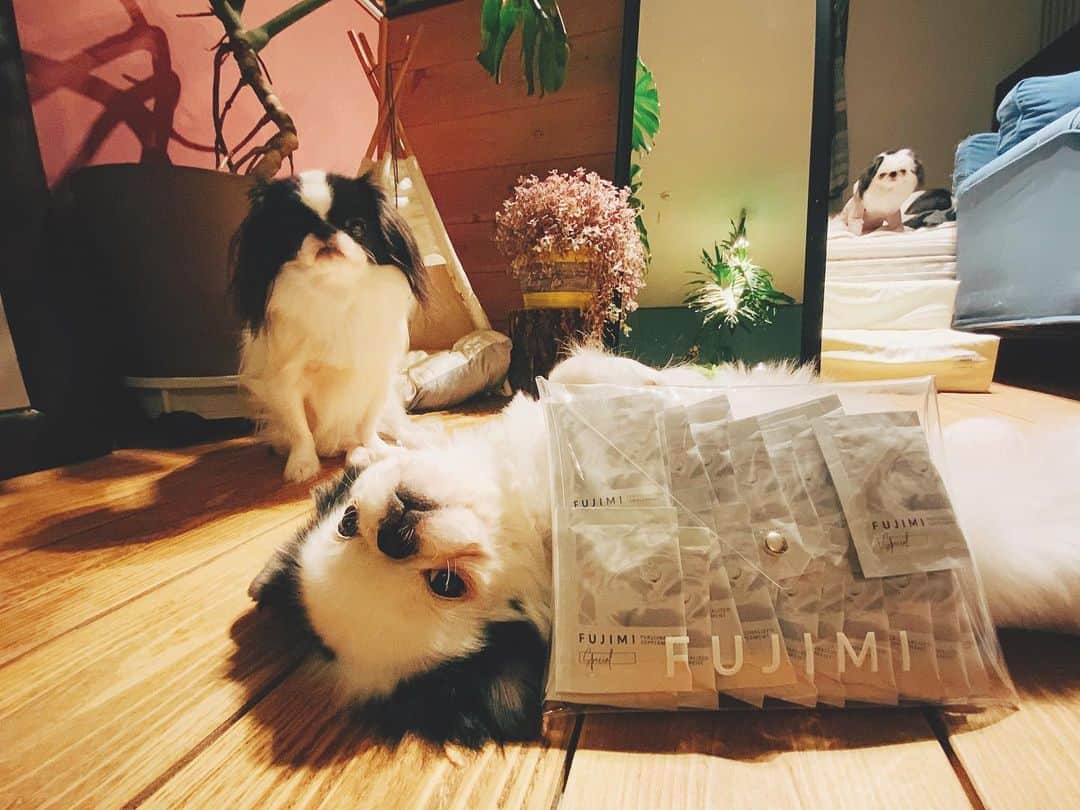 juntowaのインスタグラム：「たらちゃんの技を見習ってごらん。#ごろん#一度やったら起きない  @fujimi_official さんの サプリもお試しさせてもらいました！ 一ヵ月ちゃんと飲み続けると お肌はもちろんまつ毛や眉毛もハリコシが出る気がするよー！ #pr#FUJIMI #パーソナライズマスク #パーソナライズサプリ #美容」