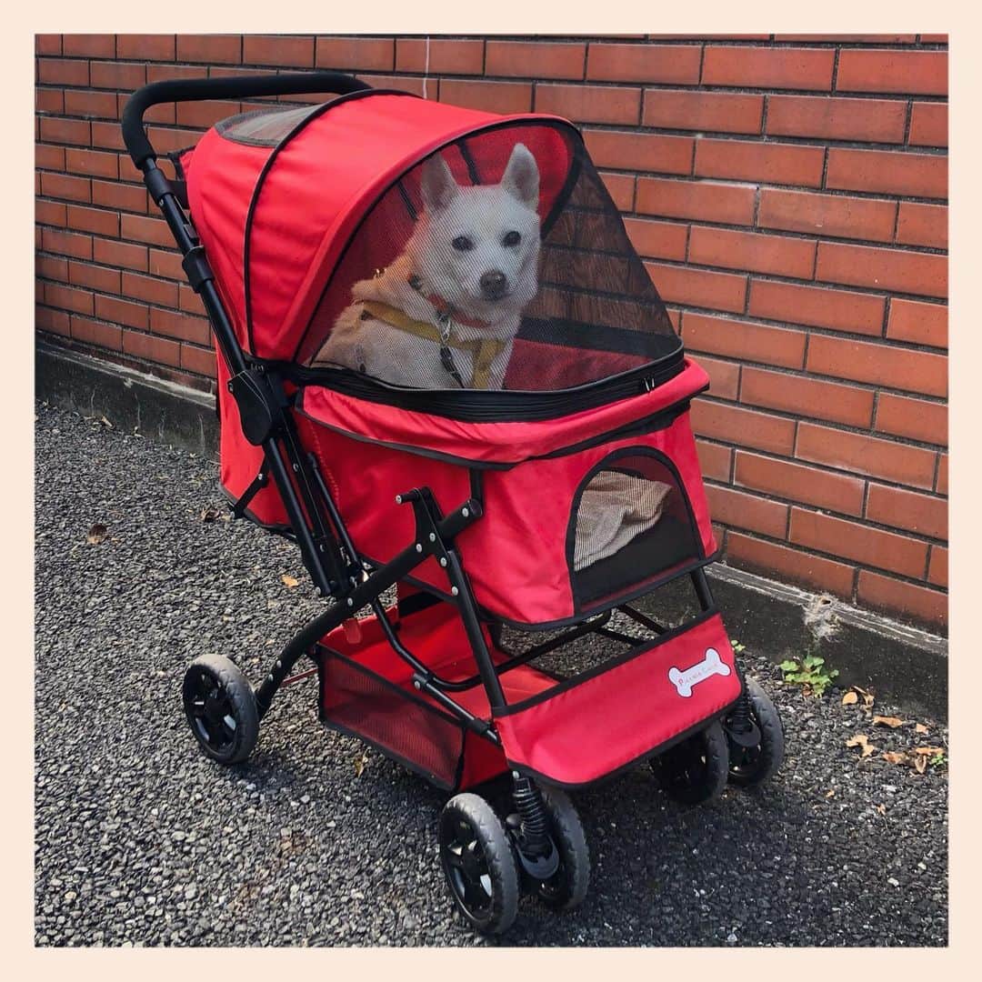 パンといっぴきのインスタグラム：「今日も愛車で🚗💨  #元保護犬 #雑種犬 #crossbreed #mixdog #キップル14歳　#ピッコロカーネ　#ピッコロカーネプリモ」