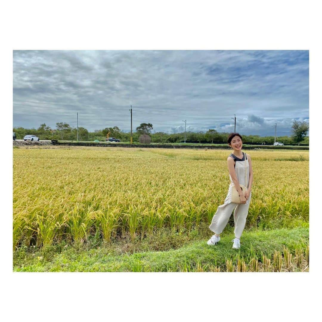 田中千絵さんのインスタグラム写真 - (田中千絵Instagram)「. 美しい金色の稲穂に囲まれて…🌾 ただいま、台東( ´▽` )ﾉ . I’m in beautiful Taitung now!!! . 金色的稻草真美⋯🌾 台東，我回來了( ´▽` )ﾉ . . . #台湾 #台灣 #taiwan  #台湾旅行 #taiwantrip #exploringtaiwan  #台東 #taitung  #台東真美  #台北と東京の生活  #中国語」11月17日 20時04分 - chietanaka817