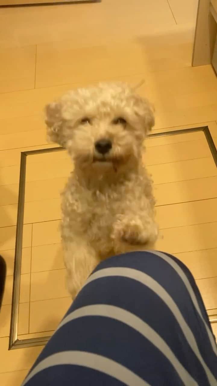 チャチャ丸のインスタグラム：「100%の想いをアピール中♫ えいっ！えいっ！遊ぼう！ #トイプードル #toypoodle #dogs#poodle」