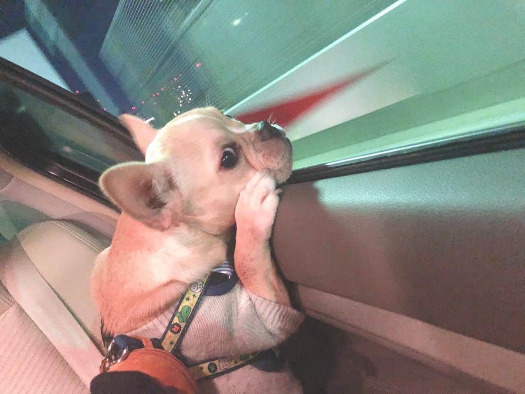 福田愛大さんのインスタグラム写真 - (福田愛大Instagram)「外の匂いが大好きなラフたん #フレンチブルドッグ #保護犬を家族に」11月17日 20時52分 - aiofukuda_