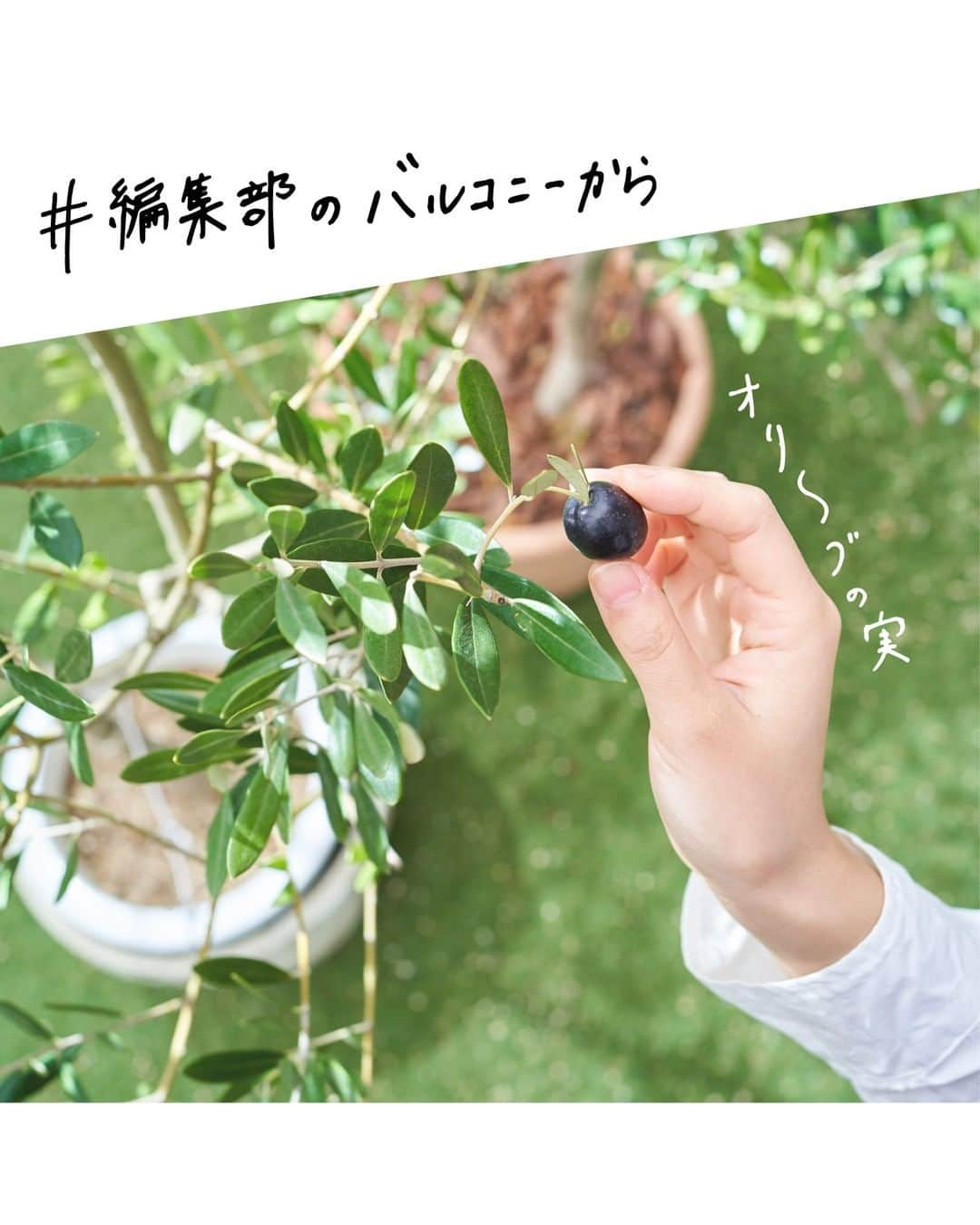 LOVEGREEN -植物と暮らしを豊かに。のインスタグラム