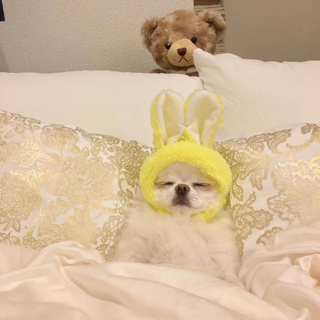 玉ねぎ戦士さんのインスタグラム写真 - (玉ねぎ戦士Instagram)「懐かしいなあ。 眠りの中のうさもちくん🐰 ・ ・ ・ #sleepingbeauty」11月17日 21時10分 - licca_tarao_0311