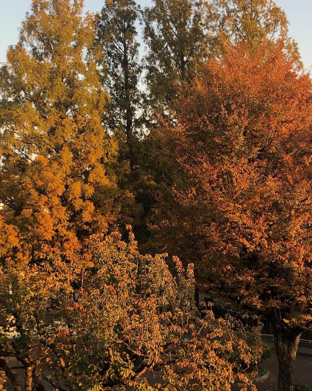 寺沢美玲さんのインスタグラム写真 - (寺沢美玲Instagram)「稽古場から見える秋〜🍁 と写真達。  チケットとったよメッセージ嬉しいです。まだインスタプロフィールから飛べるので是非。  皆んな優しくて皆んな大好きになってしまいました。残り約一週間も頑張りまっしゅ。」11月17日 21時03分 - mirei_sora