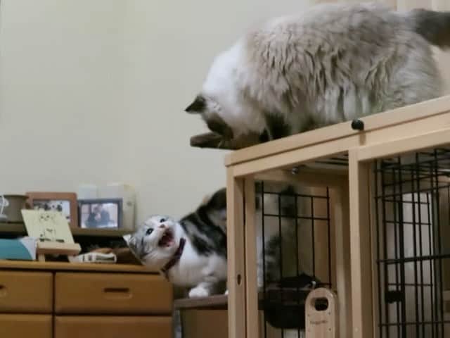 takegaeruのインスタグラム：「また面白い動画を発掘してしまった🤣  #cat #scottishfold #猫 #スコティッシュフォールド #三毛スコ友の会 #ragdoll #ラグドール #ホワイトポッチーズ」