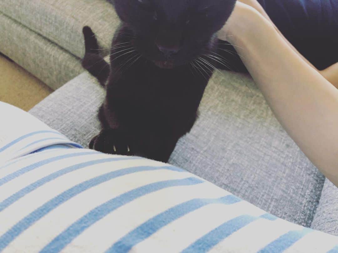 英玲奈のインスタグラム：「#今日の影虎 お腹に手を置いたから、 お！交信してる？と思ったら、 ただ、ママのお膝に乗りたいだけだったみたいw」