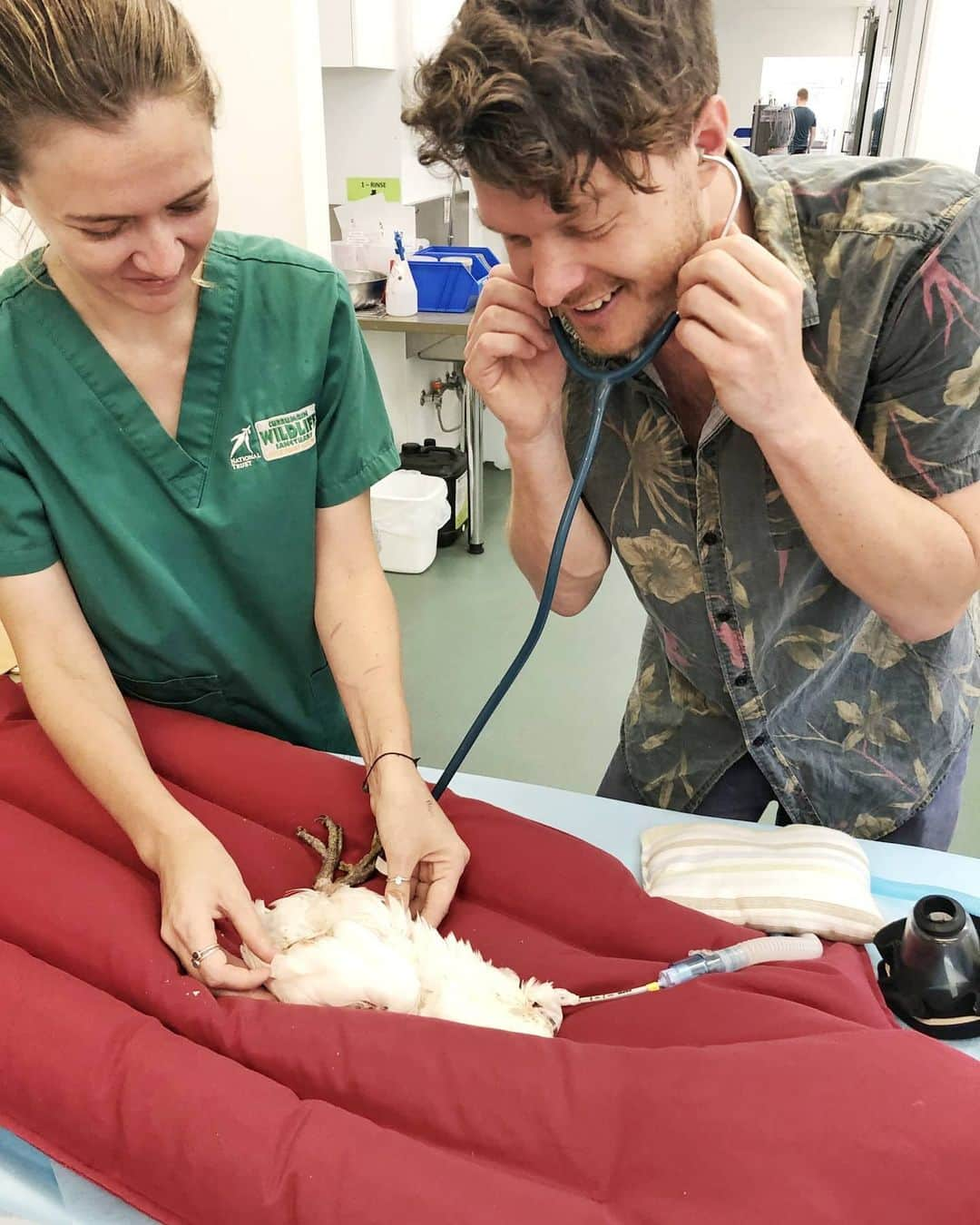 アラン・ディクソンさんのインスタグラム写真 - (アラン・ディクソンInstagram)「Thank you to @currumbinwildlifehospital.  Go volunteer with them, donate to them, follow them, get involved with them! 🐨 The always need help, so think about what you can offer them. Your time, your finances, any skills or connections and reach out to them. @currumbinwildlifehospital.  We learnt all about koala health and how at the hospital they are pioneering a koala chlamydia vaccinations thanks to @drmichaelpyne. So much so that I'll piece together a big story about the future of koalas.  Thanks for having us @candicedixon」11月17日 21時21分 - daxon