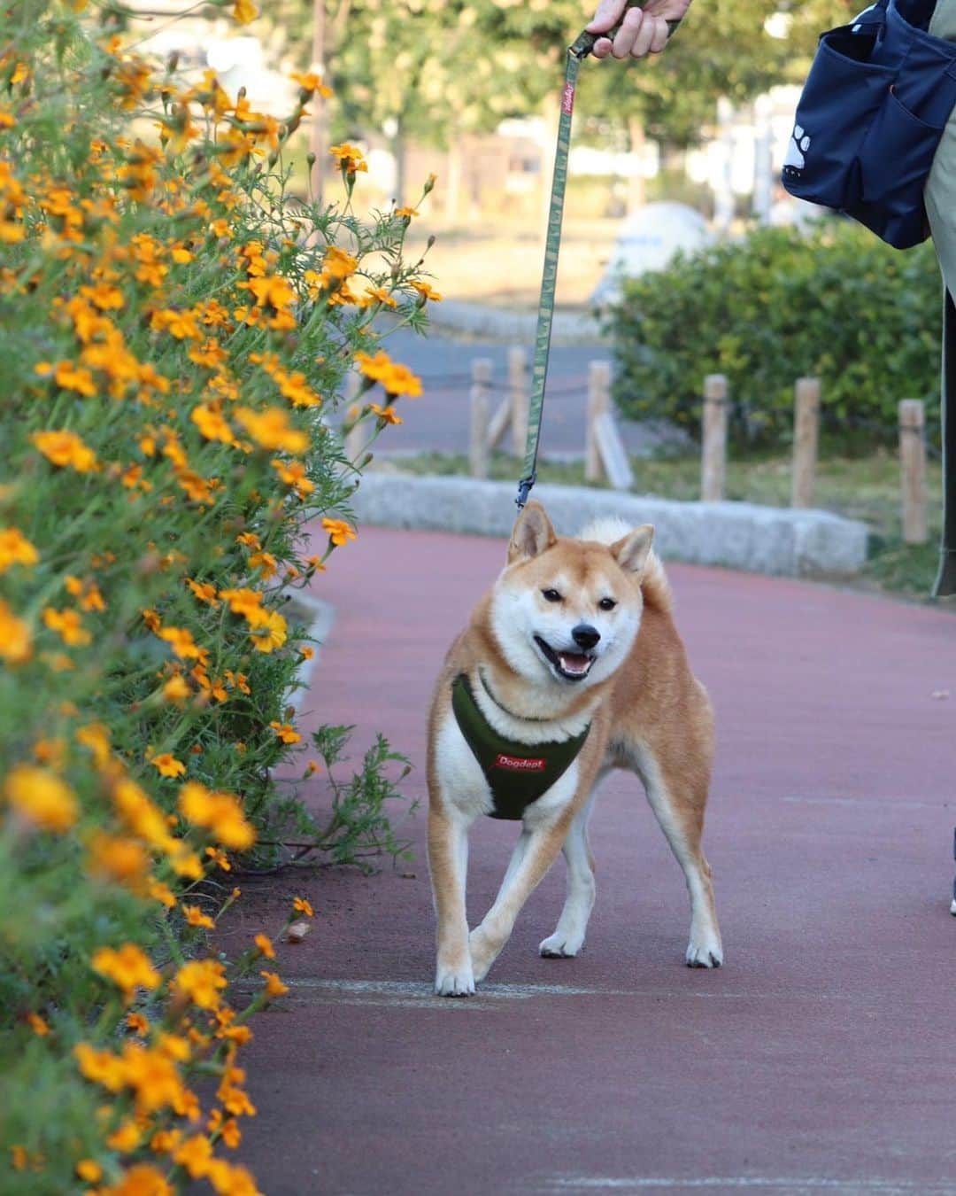 大山加奈さんのインスタグラム写真 - (大山加奈Instagram)「. . 本日のおさんぽ。 お友だちに素敵な写真を 撮ってもらいました🥰🥰 . . 茶柴と黒柴の親子にも会えました🥰 可愛かったなー☺️💓 . . だいずくんは嬉しいこと楽しいことがあると 最後の写真のように 嬉しいよー‼︎楽しいよー‼︎って 伝えてくれます🥰 それがとってもかわいいのです☺️💓 . . #だいず #だいず🐕💓 #豆柴 #豆柴部  #柴犬 #しばいぬ  #犬のいる暮らし#🐶 #🐕#いぬすたぐらむ #ワンスタグラム #しばすたぐらむ #mameshiba#shibainu#shibastagram #柴犬好きさんと繋がりたい #柴犬のいる暮らし #柴犬ライフ」11月17日 21時33分 - kanaoyama0619