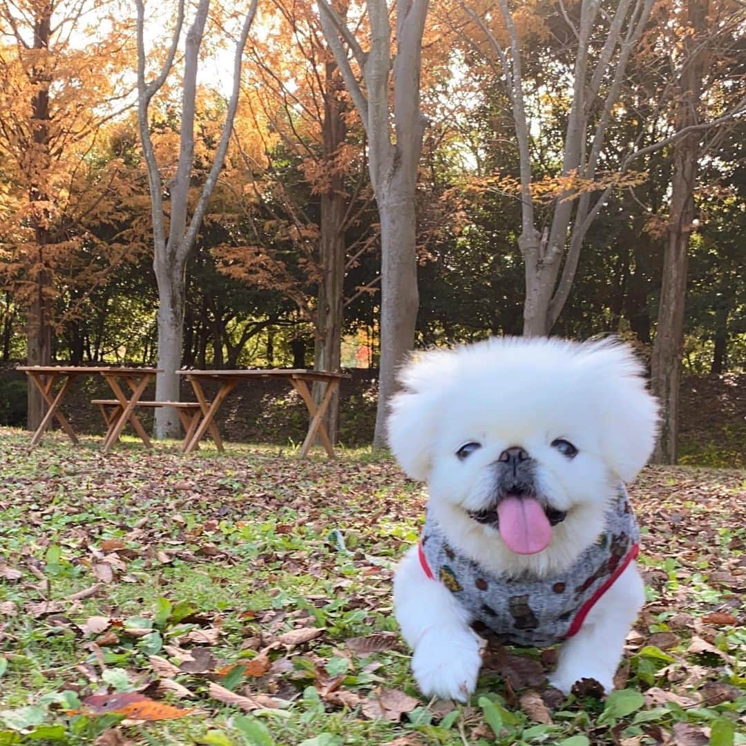 こなつのインスタグラム：「ピクニックしてきたよ〜ん🐶🚗🌳🧸🍁🍃🍄🍙🍌💕」