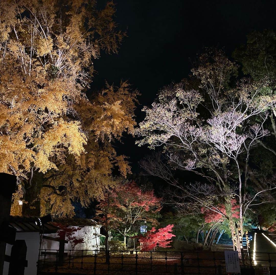 熊本城さんのインスタグラム写真 - (熊本城Instagram)「旧細川刑部の紅葉ライトアップ🍁2020準備完了。 11月20日からです。 皆様是非お越しください。  #kumamoto #japan #japantrip #instagood #instagram #kumamotocastle #紅葉ライトアップ #旧細川刑部邸」11月17日 21時54分 - kumamoto_castle