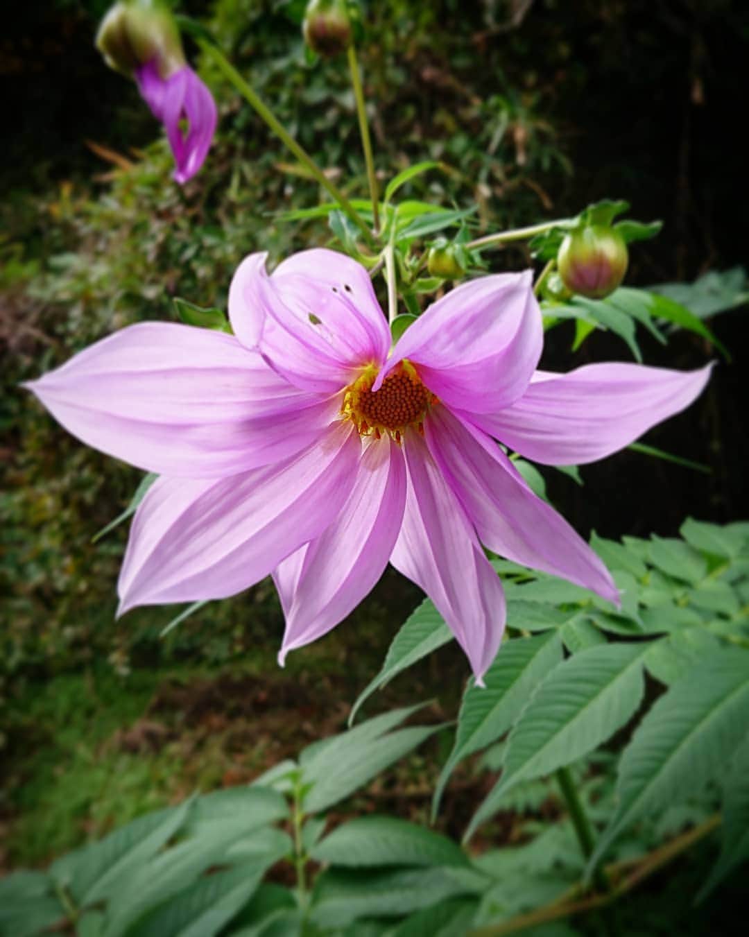 和田益典さんのインスタグラム写真 - (和田益典Instagram)「◆たまには . . " らしい " 投稿を。 . (自分でも重々承知してるで。似合えへんのは。) . . 近年、この時期に街の所々で見かける事の多くなったこの花は 「皇帝ダリア」と言います。 . . くっきりとした大きな花をたくさん付け、高さも５メートル級に育つ、非常にデラックスな植物ですよ。 . まさに皇帝。 . . #皇帝ダリア #コウテイダリア #植物 #花 #開花 #満開 #園芸 #ガーデニング #晩秋 #秋の花 #秋 #スマホ #スマホ写真 #スマホ撮影 #flowers #flowerstagram #plant #autumnflowers #autumn #smartphone .」11月17日 21時48分 - masunori_wada