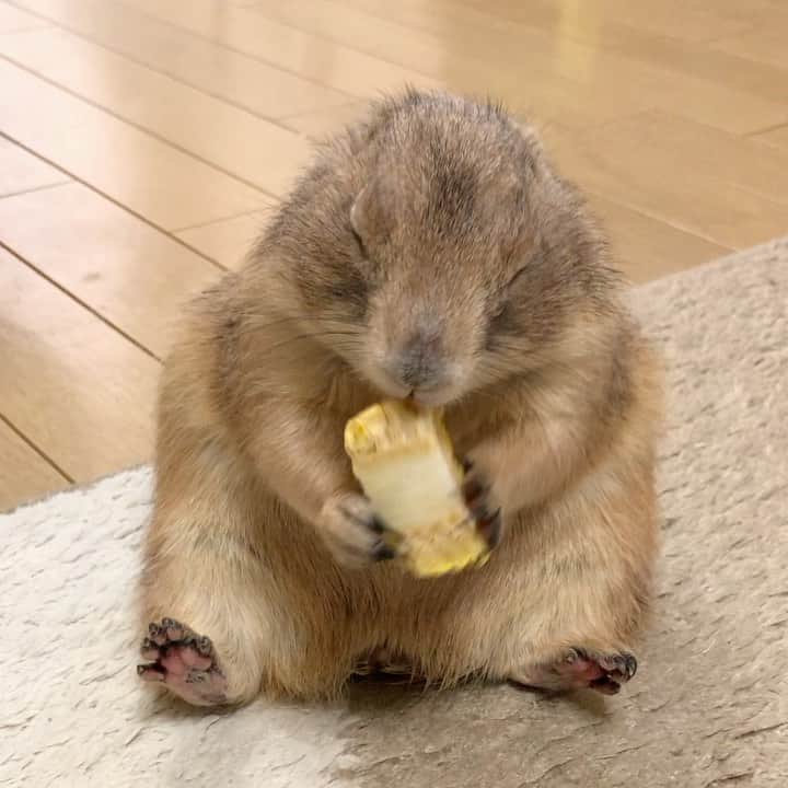 ikaoのインスタグラム：「くんた。Kunta. トウモロコシだじぇ🌽😋 まだ売ってるんだじぇ👍 #prairiedog #プレーリードッグ #ふわもこ部」