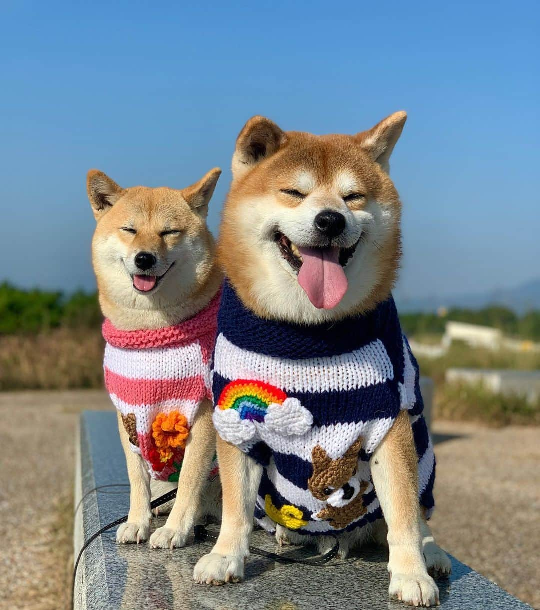 shibainu berryさんのインスタグラム写真 - (shibainu berryInstagram)「Matching sweater🐻🦊❤️ 今朝の散歩〜 去年オーダーしたセーター❤️ @mablepeanuts めちゃ可愛くてお気に入り🥰 今年も活躍しそう😆🤗 #徳島 #月見ヶ丘海浜公園 #❤️迷子犬の掲示板四国 @maigo_dog_shikoku #めざせ迷子犬ゼロ👌 #柴犬 #べりやん #べりむく #多頭飼い #徳島 #berry #shiba #shibainu  #shibainumania #shibastagram #instashiba #ぷにっと部 #口角キュキュッと部  #チーム俺様 →部員絶賛募集中 #shiba_snap #proudshibas #west_dog_japan #サンデイ #instagramjapan #ふわもこ部 #pecoいぬ部 #pecotv #buzzfeedanimals #9gag  @9gag @barked」11月17日 21時57分 - shibainu.berry