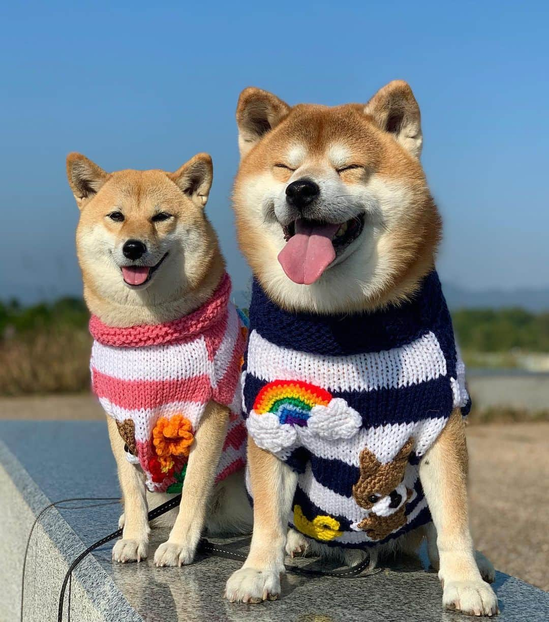 shibainu berryのインスタグラム