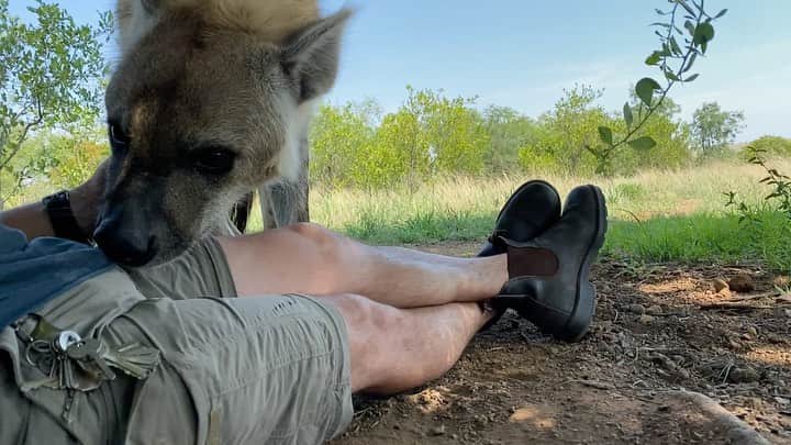 のインスタグラム：「Fun and games with #stinkybum Luke. Notice how he uses his mouth (capable of crushing a femur 🦴 with ease), as you would your hand and gently moves my hand away as part of the game of ‘grab the hind leg.’ To say these animals are smart is an understatement. In fact in some cognitive studies, hyena outperformed chimpanzees in collaborative problem solving. 😳😳 With female dominated hierarchies as complex as that of primates, hyena are hardly the skulking, foolish scavengers they’re made out to be in some films. They’re highly adaptable and this is why when we see them disappear from ecosystems we should be seriously worried. I’ve known Luke for over a decade and his clan of 7, for around 2 decades, so these relationships are not just a flash in the pan. It’s unfortunate I even have to write that but apparently common sense isn’t so common anymore. I hope this short video makes you fall even more in love with hyena, so that the next time you see them in the wild you stop and revere them as you would a sighting of a lion or leopard. I know I do.」