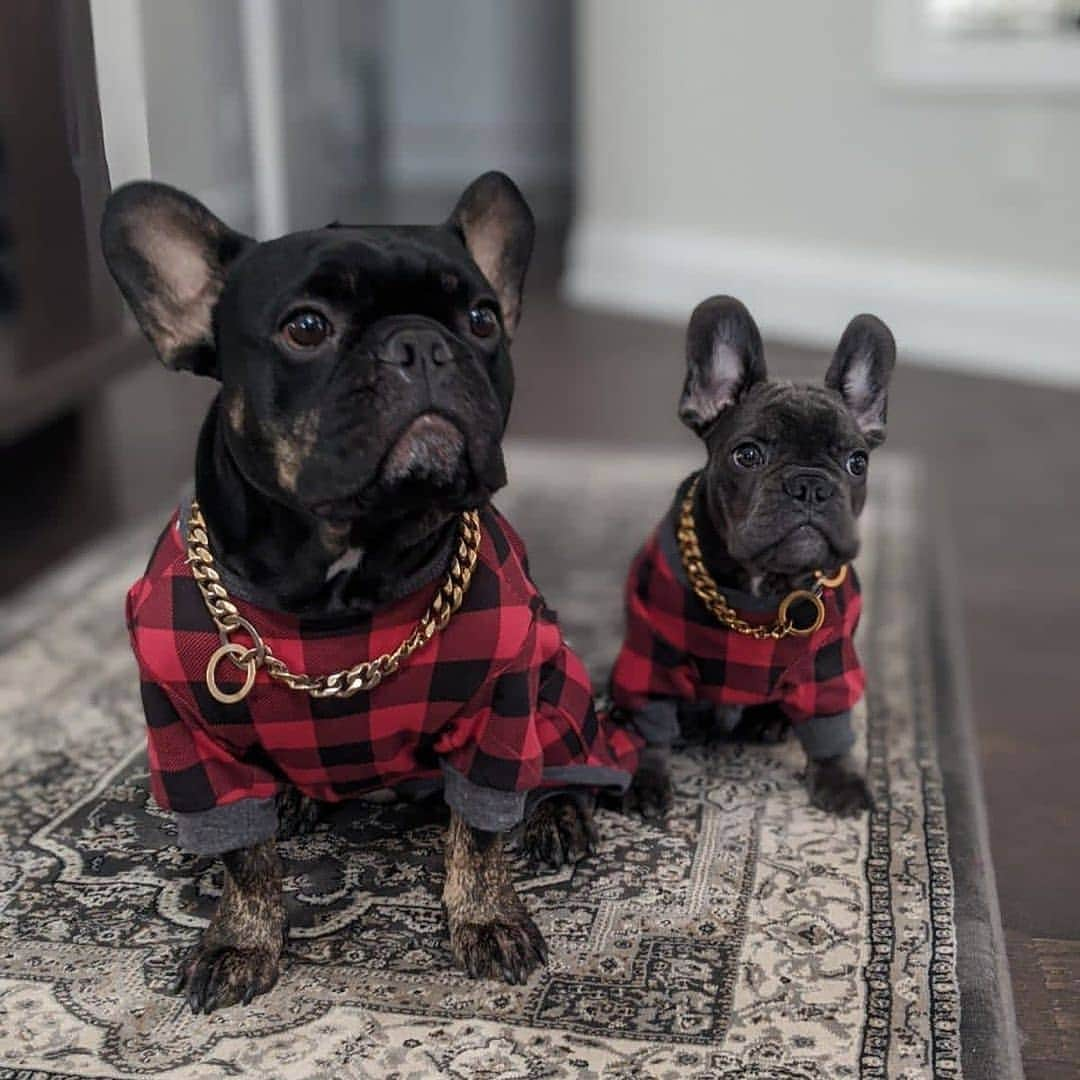 French Bulldogさんのインスタグラム写真 - (French BulldogInstagram)「Twinning 🤍🤍 @wixfrenchies . . . . . #frenchie #frenchies #französischebulldogge #frenchbulldog #frenchbulldogs #dog #dogsofinstagram #frenchieworld #bully #bulldog #bulldogfrances #フレンチブルドッグ #フレンチブルドッグ #フレブル #ワンコ #frenchiesgram #frenchbulldogsofinstagram #ilovemyfrenchie #batpig #buhi #squishyfacecrewbulldog」11月17日 22時34分 - frenchie.world