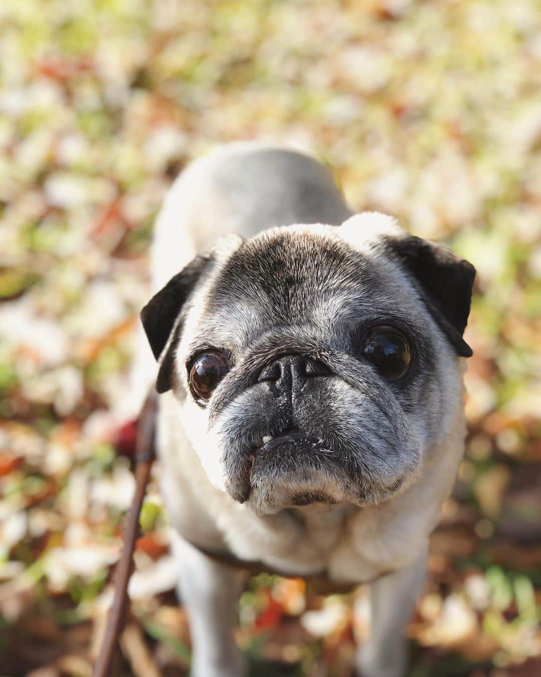 八兵衛のインスタグラム：「Hachibei🍂 * * *  #ほぼ黒パグ #おじいちゃん犬 #pug #puggy #puglife #puglove #petstagram #pugstagram #pugsofinstagram #pugs #dog #ふわもこ部  @igersjp #IGersJP #east_dog_japan #pecoイヌ部 #八兵衛 #はちべえ #sippoストーリー」