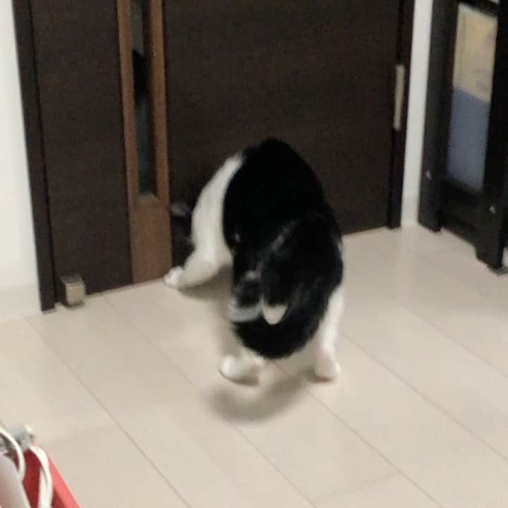 ぽんずのインスタグラム：「なんの稽古ですか…？  #ねこ#猫#cat#猫好き#親バカ#はちわれ#ハチワレ#はちわれ猫#ハチワレ猫#白黒猫部#にゃんすたぐらむ#ilovecat#猫大好き#うちの猫自慢#白黒猫 #我が家のぽんずくん #ちゅーちゅー妖怪」