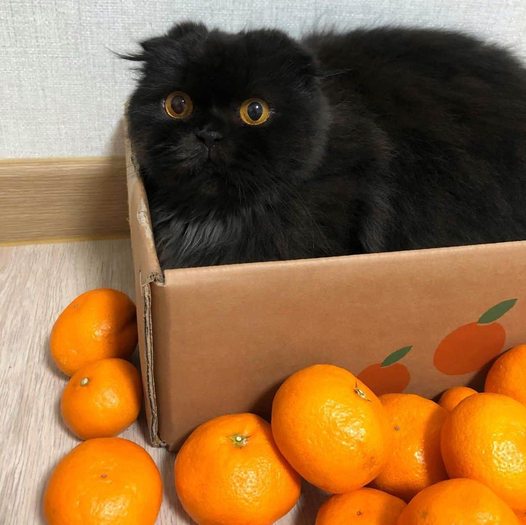 ギモさんのインスタグラム写真 - (ギモInstagram)「ㅤ #제품협찬 ㅤ 🍊 탱글한 귤을 보니 겨울이 확 느껴져요. 제주도 중문더드림감귤농장에서 귤을 보내주셨어요. 작년 11월에 제주도 여행을 갔었는데 정말 멋진 풍경 많이 보고 왔었거든요. 새별오름, 협재 해수욕장, 진짜 멋있던 제주의 노을들..! ㅤ 올해는 어쩔수 없는 집콕이지만 손 노랗게 제주귤 까먹으며 추억에 젖어봅니다☺️ 귤박스 날개를 안으로 접어 넣으면 영희님들 스크래쳐로 사용할 수 있게 되어 있는데요, 역시나 박스 접자마자 호다닥 들어가 주는 센스ㅋㅋ 비싸고 고급진 것 따지지 않고 종이 스크래쳐 짱 좋아하는 착한취향 고양이덜 칭찬해..! 새콤한 귤도 맛있구 애들 스크래쳐까지 생겨서 행벅🤤❣️ (수익금 일부를 동물보호 단체에 기부예정이라고 합니다) @jungmungyul  #cat #토토상회 #요새긤이눈참예뽀다 #스크래쳐는너네꺼 #귤은내꺼 #제주귤 #귤 #조생귤 #제주중문 #중문더드림감귤 #귤냥박스」11月17日 22時58分 - 1room1cat